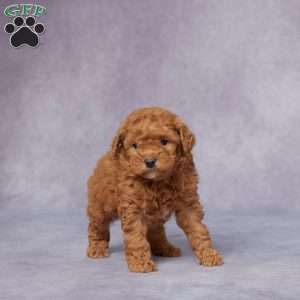 Quinn, Miniature Poodle Puppy